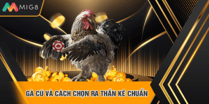 Gà cú