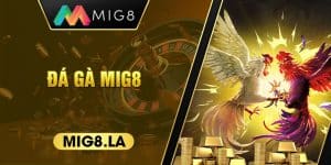 Đá gà Mig8