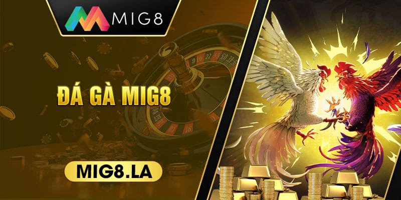Đá gà Mig8