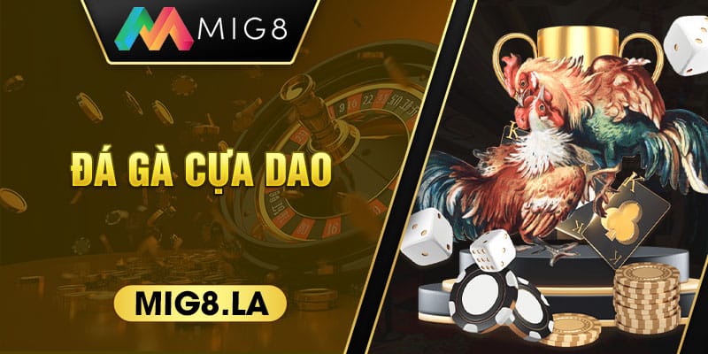 Đá gà cựa dao