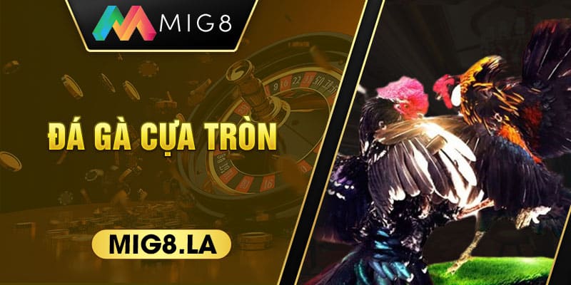 Đá gà cựa tròn
