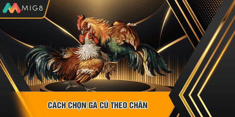 Cách chọn gà cú theo chân