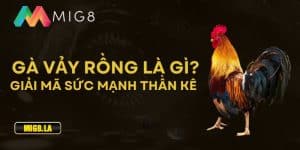 Gà Vảy Rồng Là Gì? Giải Mã Sức Mạnh Thật Sự Của Thần Kê