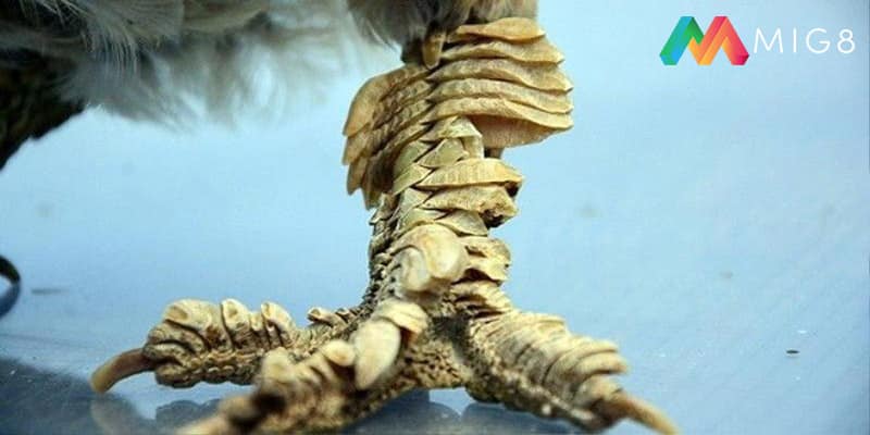 Tìm hiểu về giống gà vảy rồng