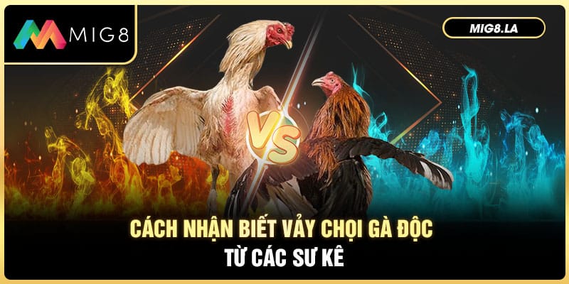 Đặc điểm vảy gà chọi độc dễ nhận biết nhất