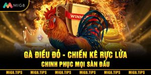 Gà Điều Đỏ - Chiến Kê Rực Lửa Chinh Phục Mọi Sàn Đấu
