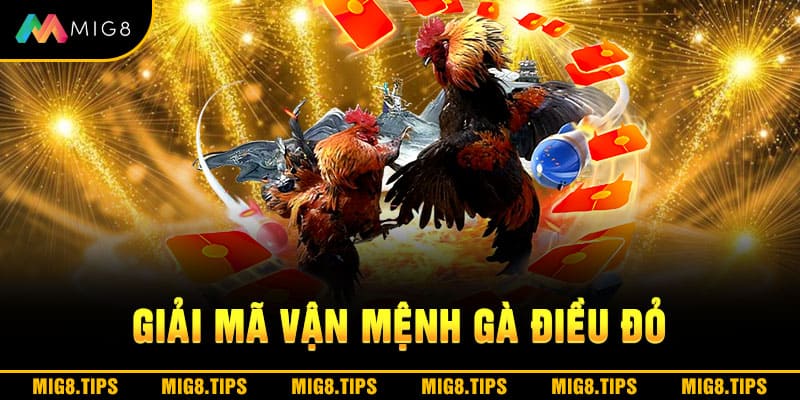 Giải mã vận mệnh gà điều đỏ