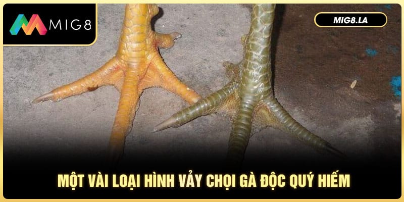 Một vài loại hình vảy chọi gà độc quý hiếm