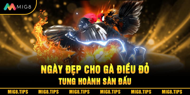 Ngày đẹp cho gà điều đỏ tung hoành sàn đấu