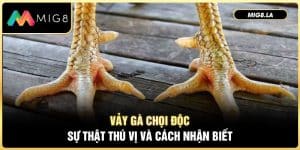 Vảy Gà Chọi Độc - Sự Thật Thú Vị  Và Cách Nhận Biết Chuẩn